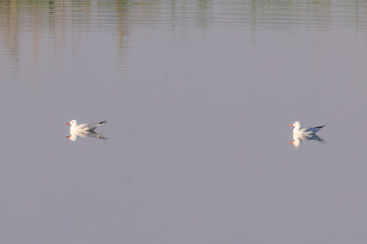 Slender-billed Gull - ML644453735