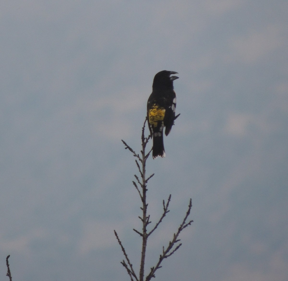 Picogrueso Dorsinegro - ML644453754