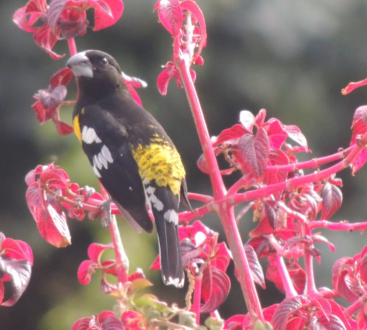 Picogrueso Dorsinegro - ML644453755