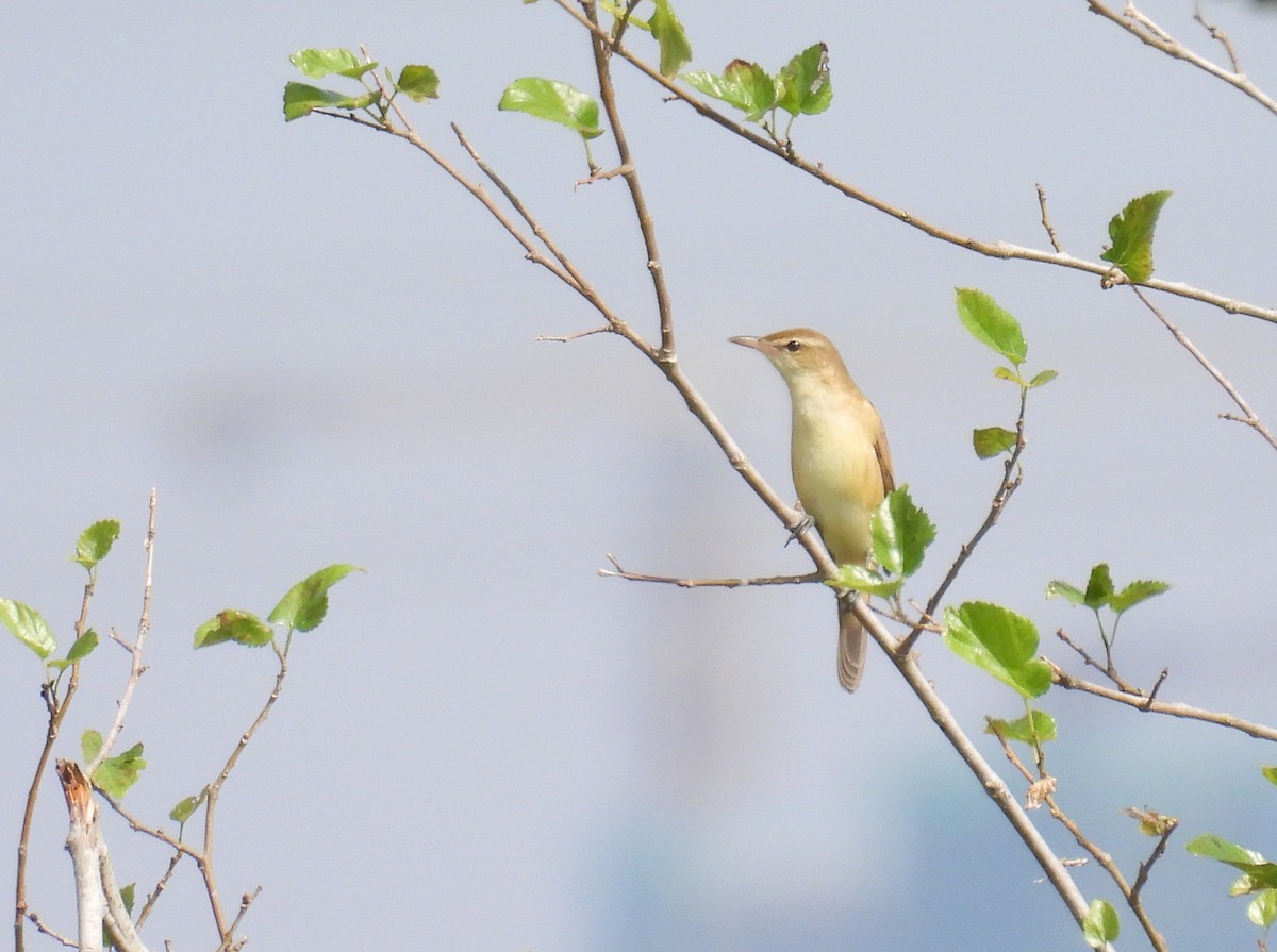 Дорнын охил бялзуухай - ML644453756