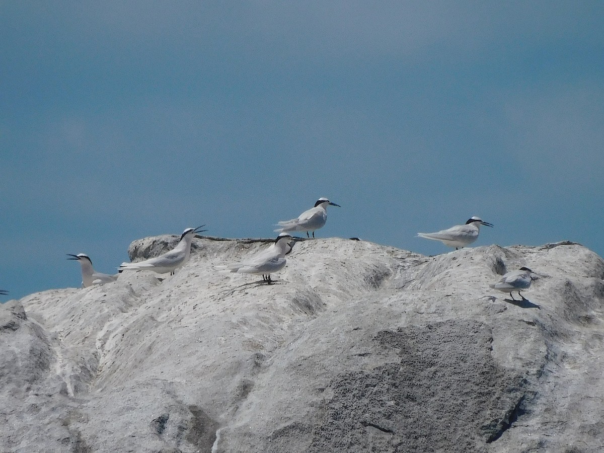 Black-naped Tern - ML644453758