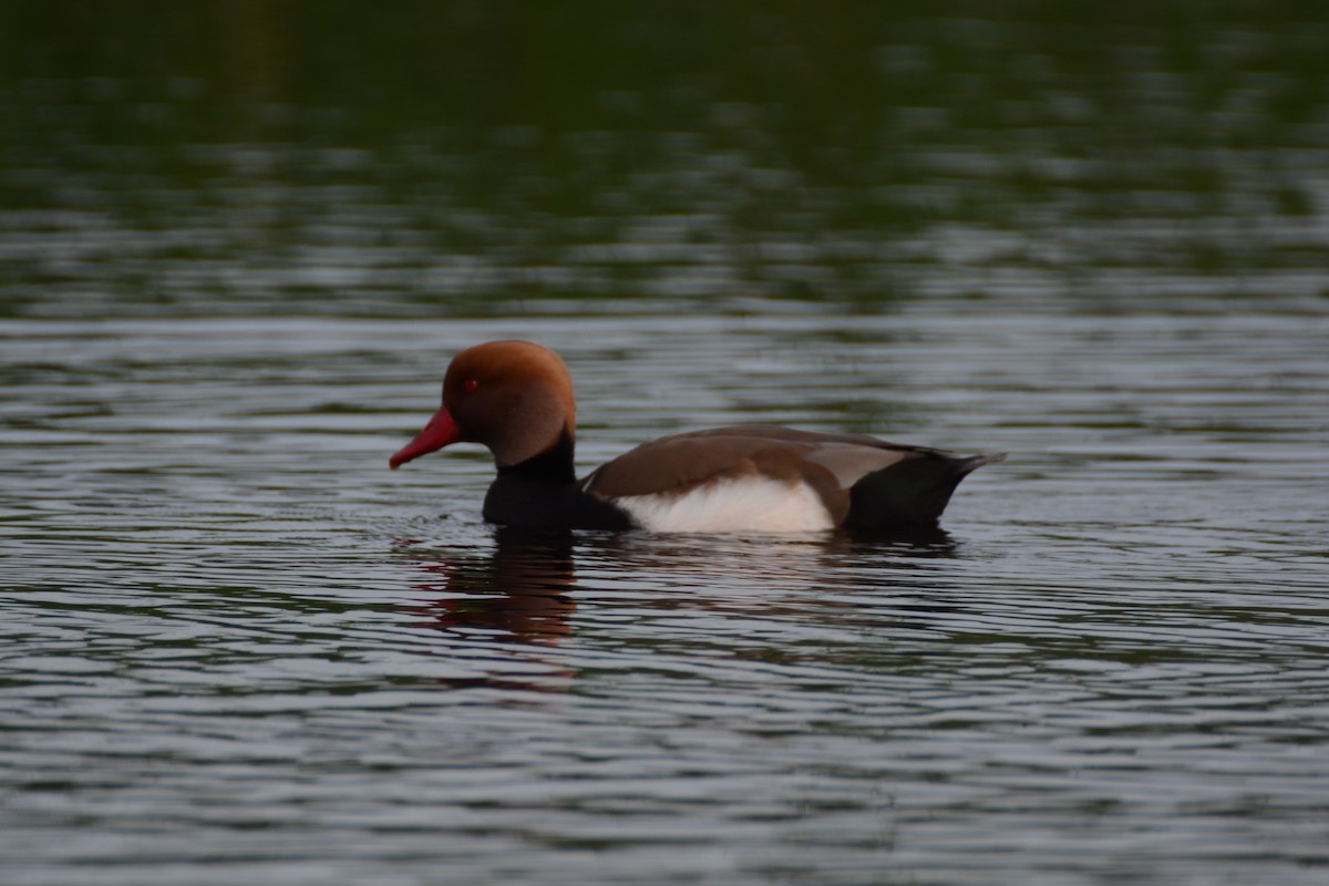 zrzohlávka rudozobá - ML644453764