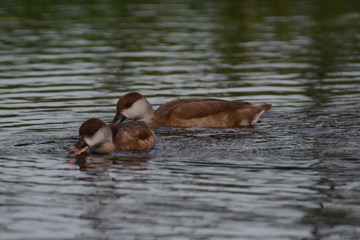 zrzohlávka rudozobá - ML644453765