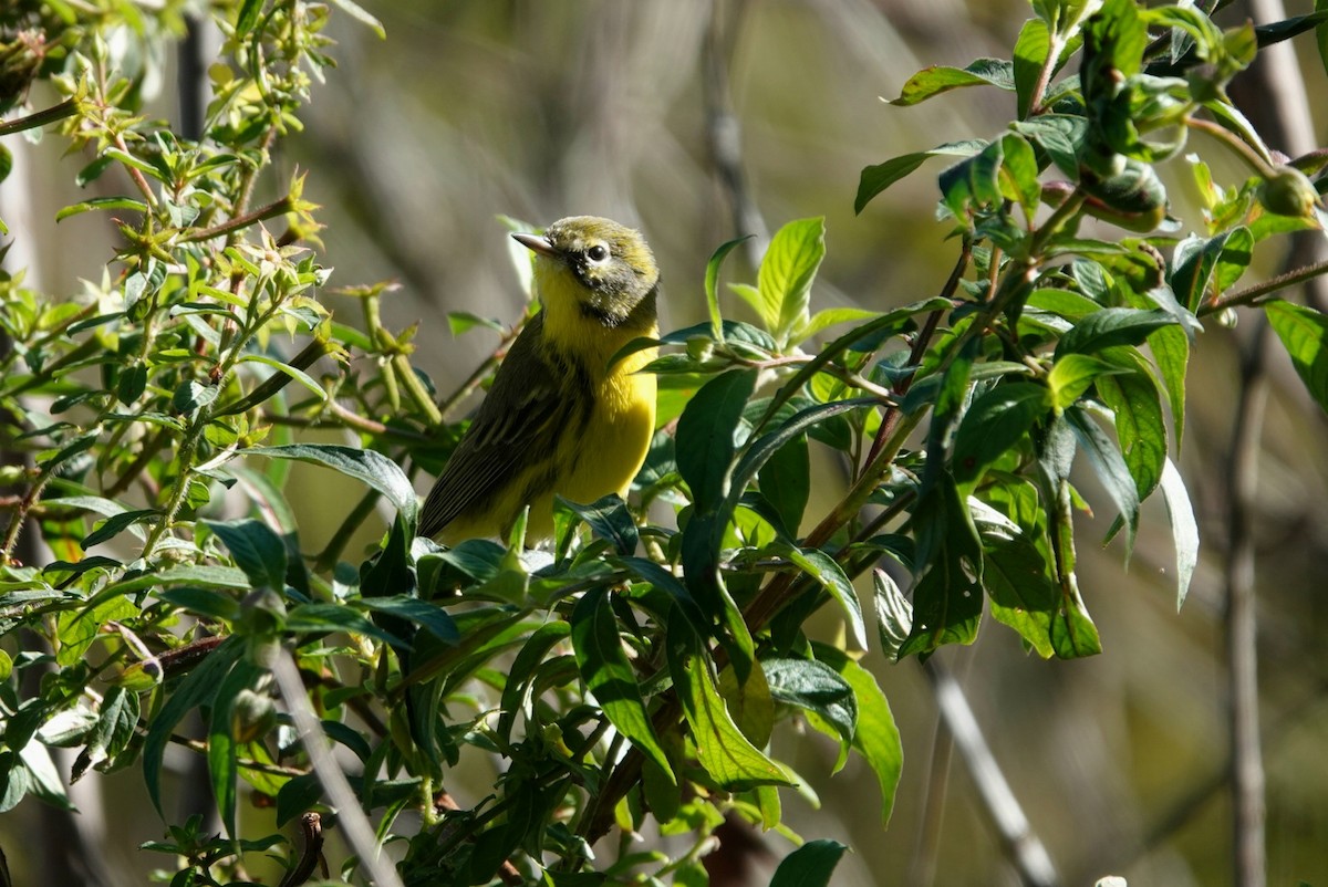 Paruline des prés - ML644453766