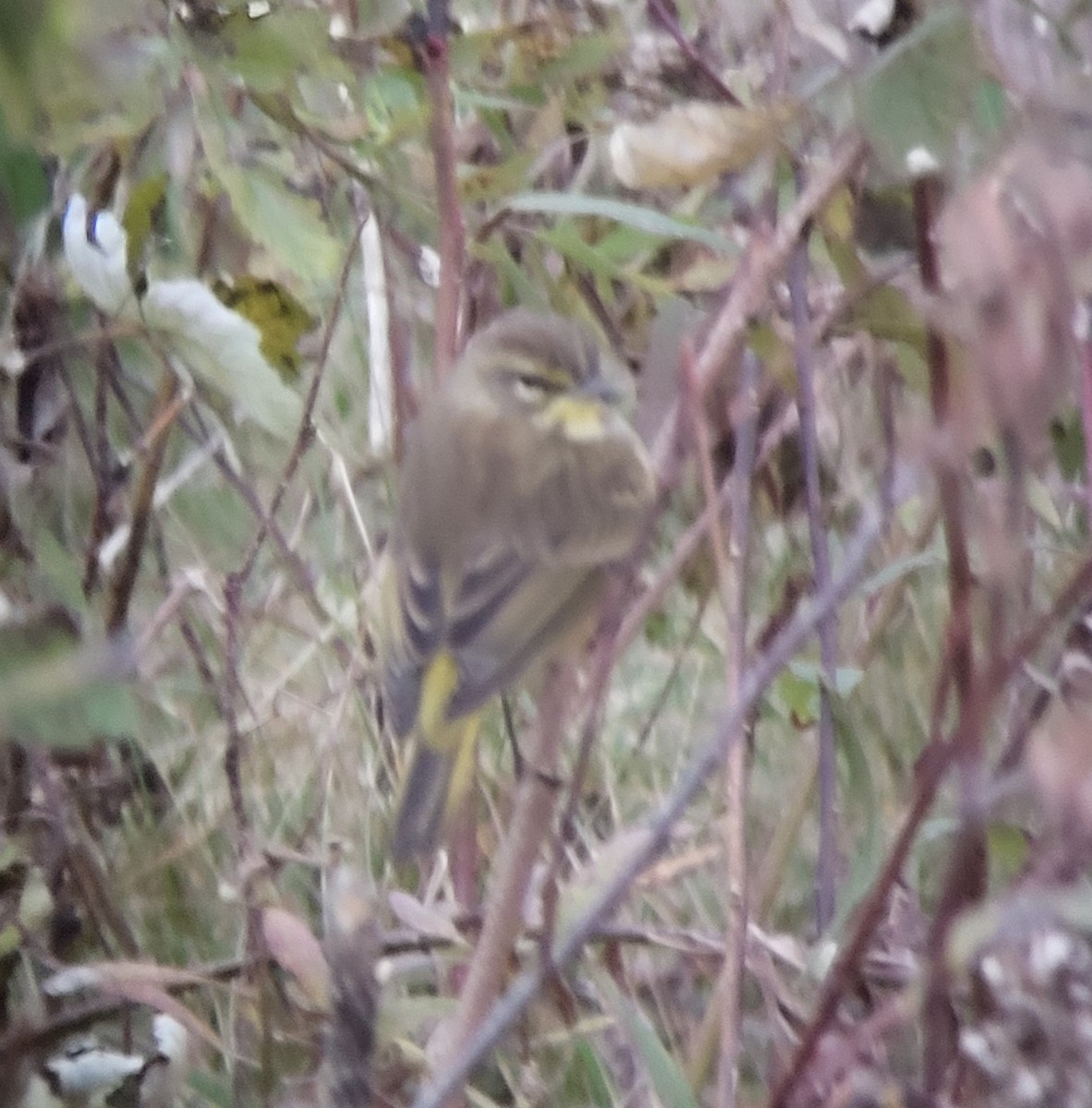 Palm Warbler - ML644453777