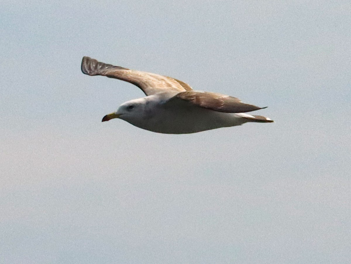 japanmåke - ML644453783