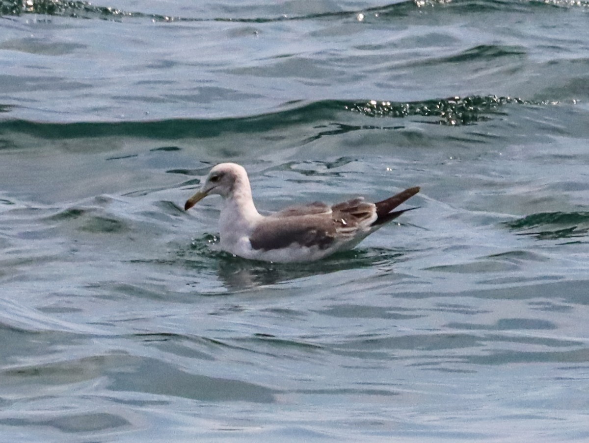 japanmåke - ML644453784