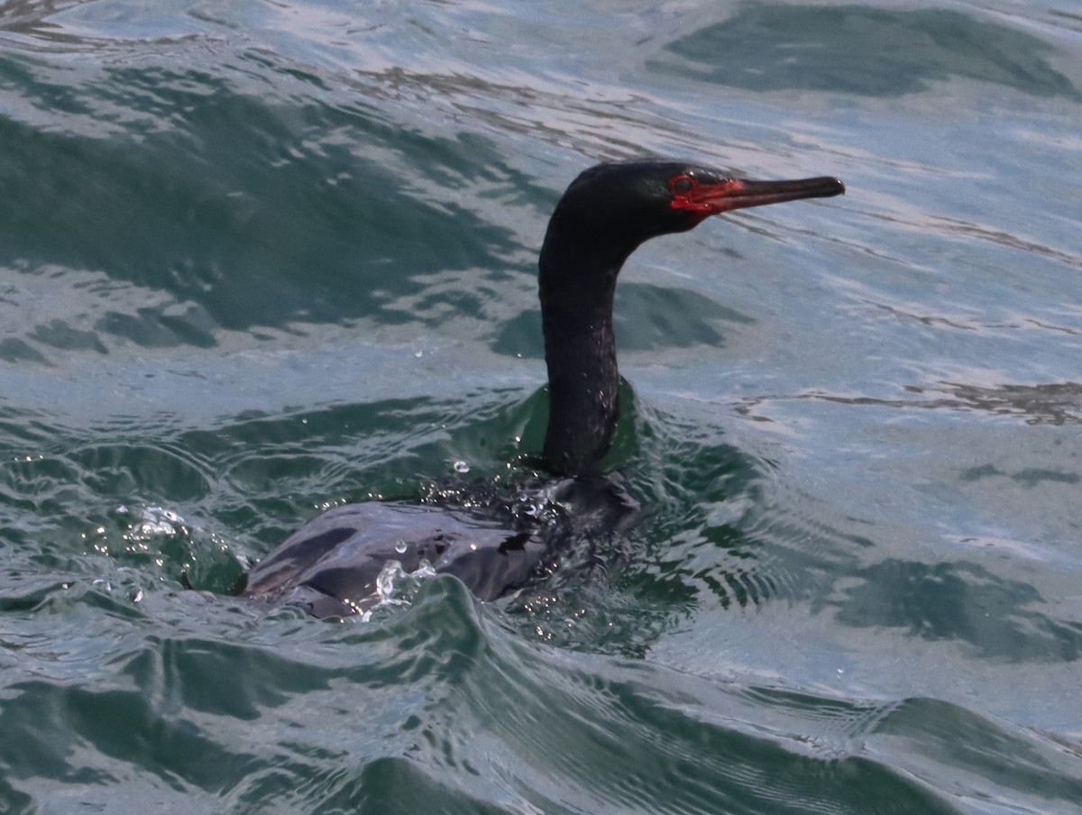 beringskarv - ML644453786