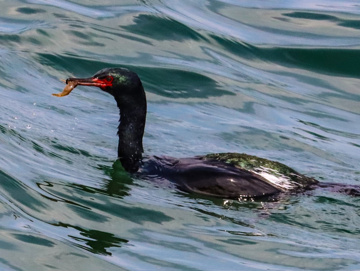 beringskarv - ML644453787