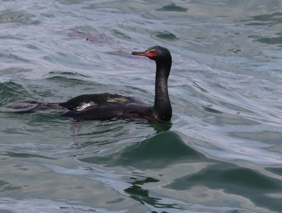 beringskarv - ML644453788