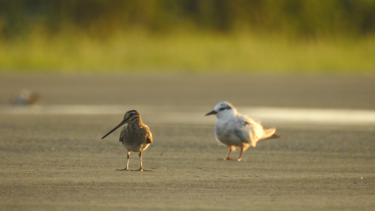 enkeltbekkasin - ML644453814