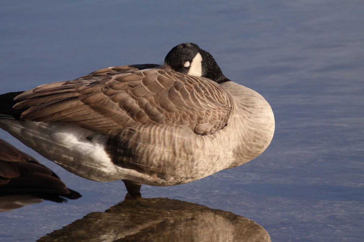 Branta kanadar handia - ML644453819