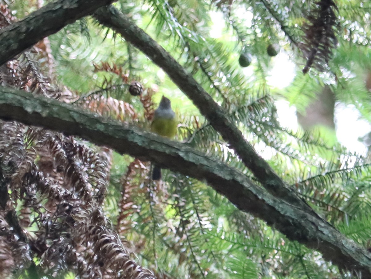 Gray-headed Canary-Flycatcher - ML644453821