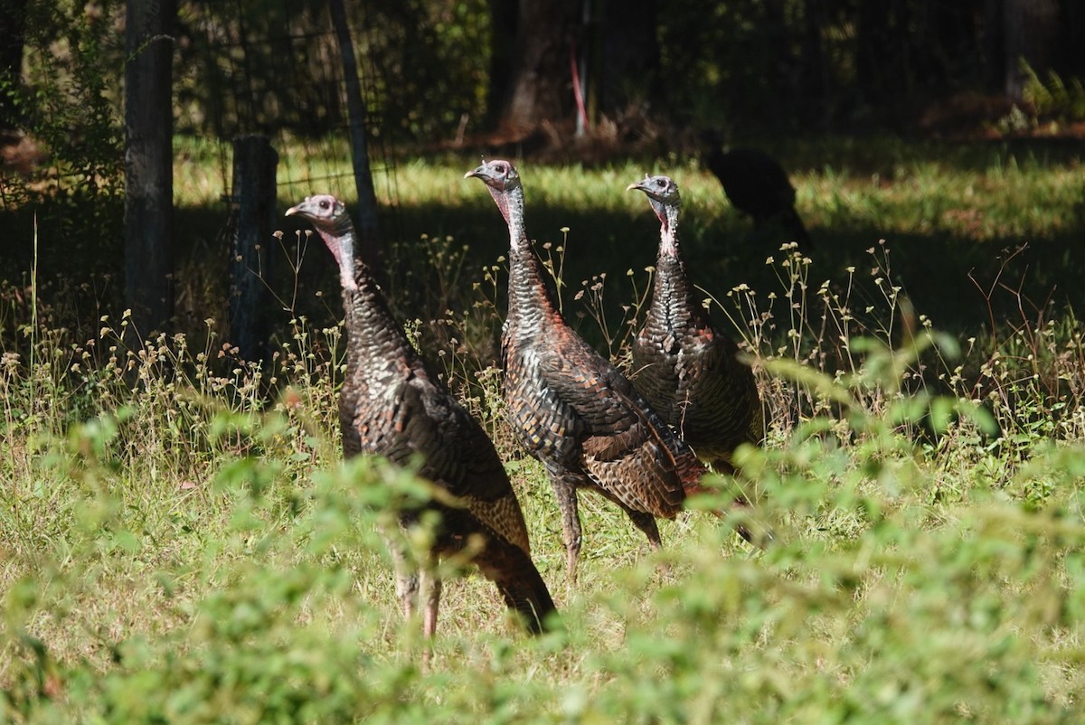 シチメンチョウ - ML644453827