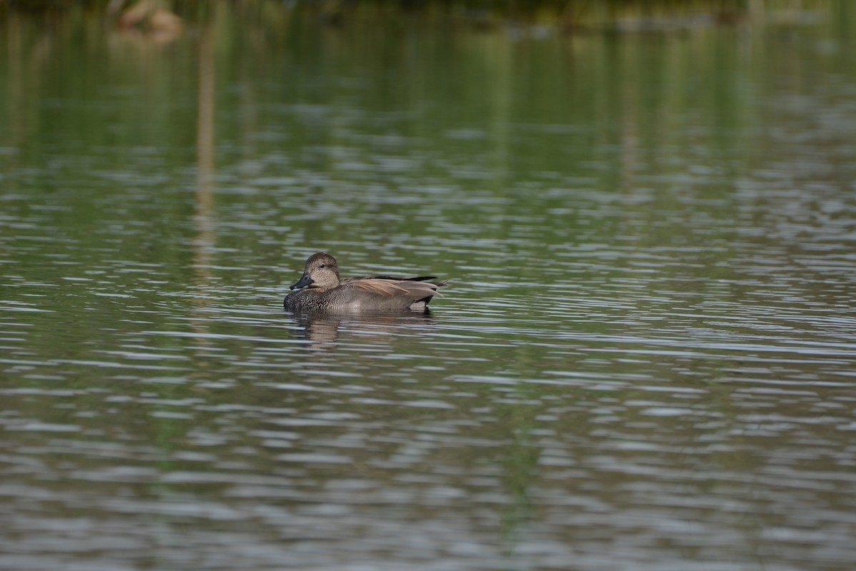 Нерозень - ML644453837