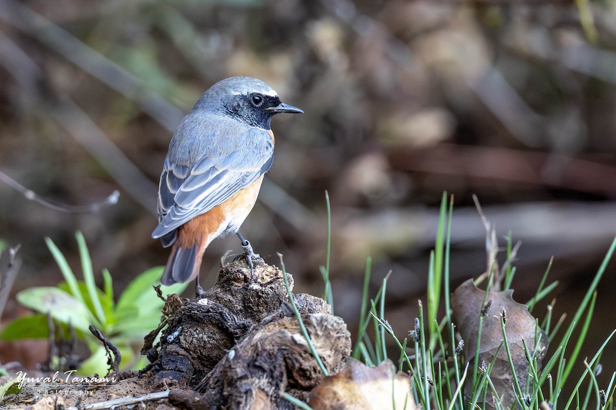 Black Redstart - ML644453839