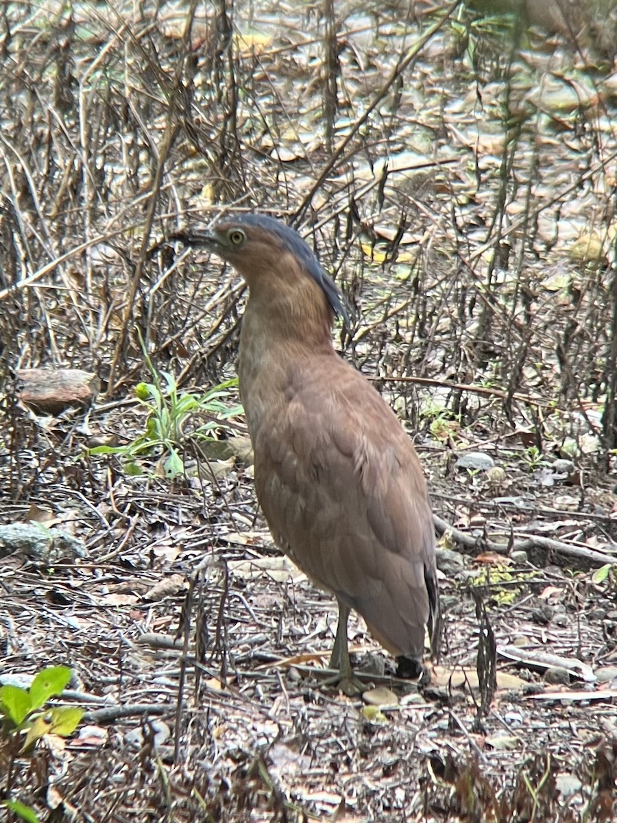 Malayan Night Heron - ML644453846