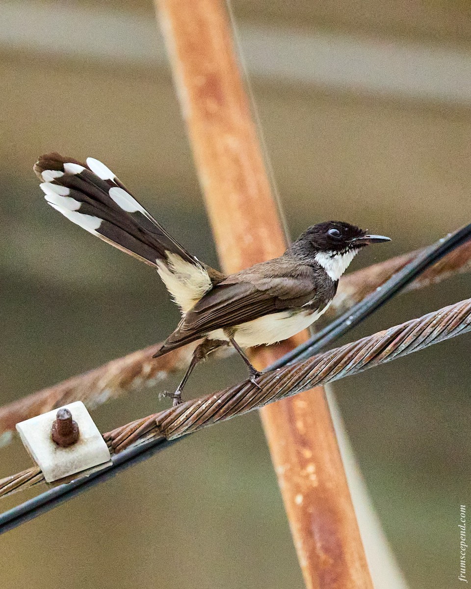 Malaysian Pied-Fantail - ML644453852