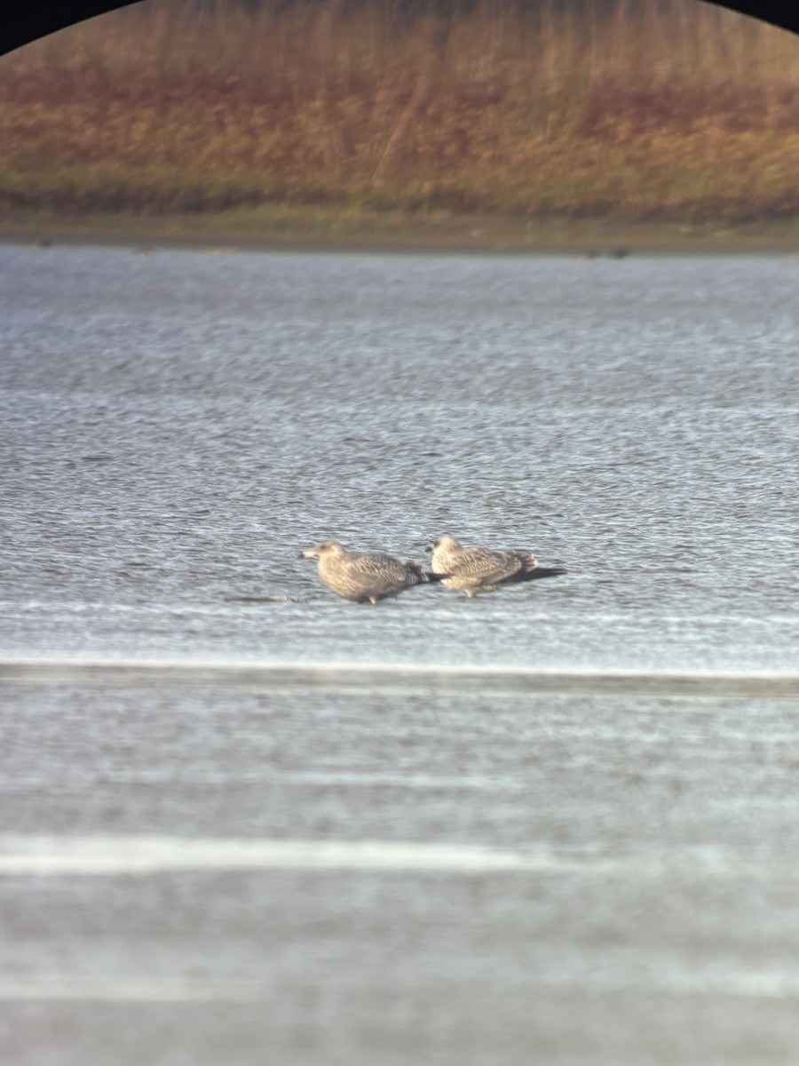 Lesser Black-backed Gull - ML644453871