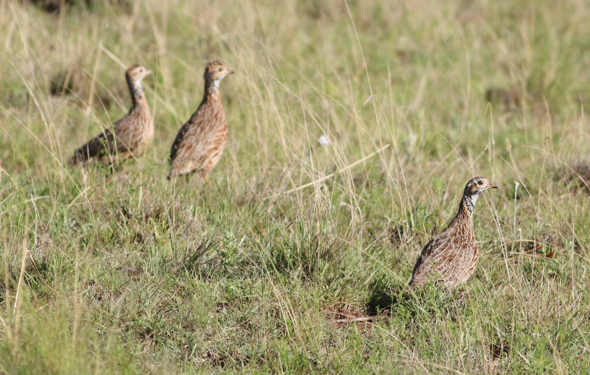 Orange River Francolin - ML644453889