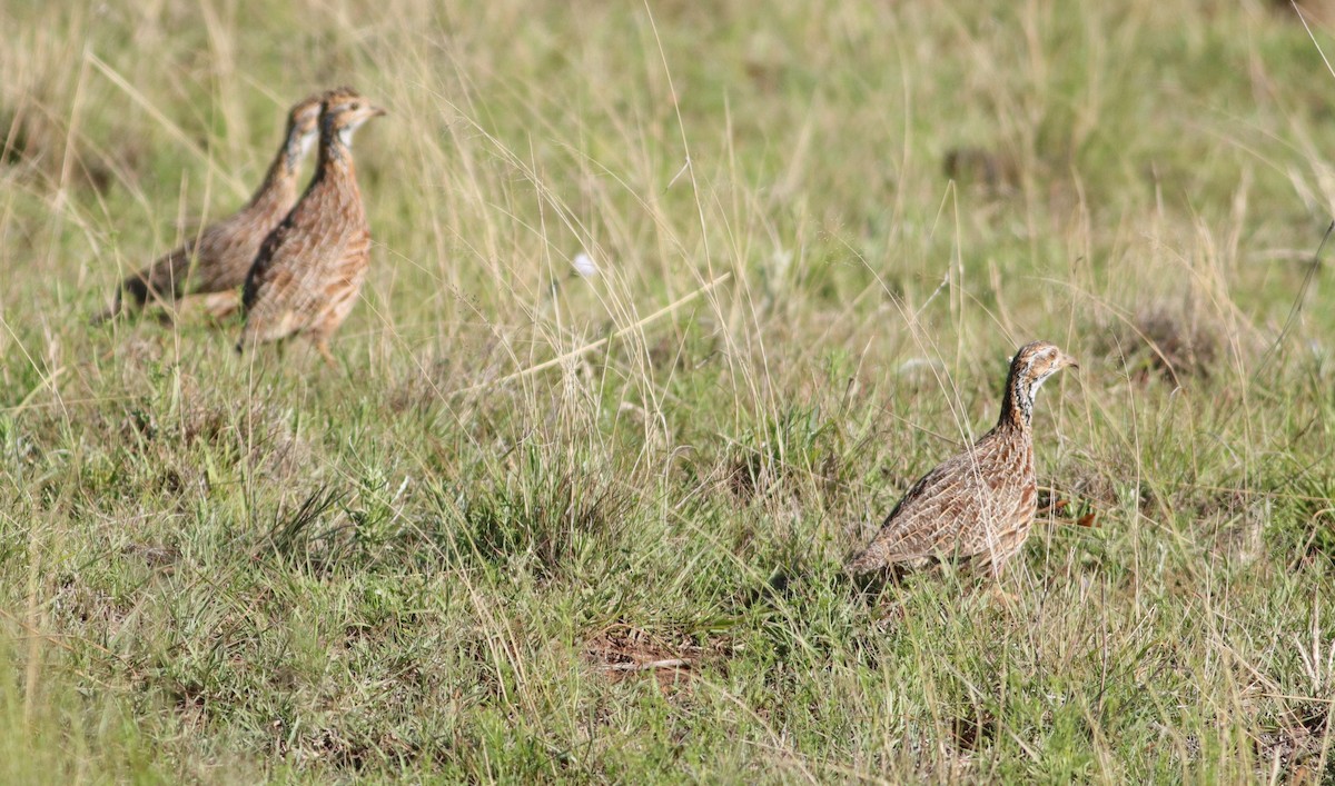 Orange River Francolin - ML644453890