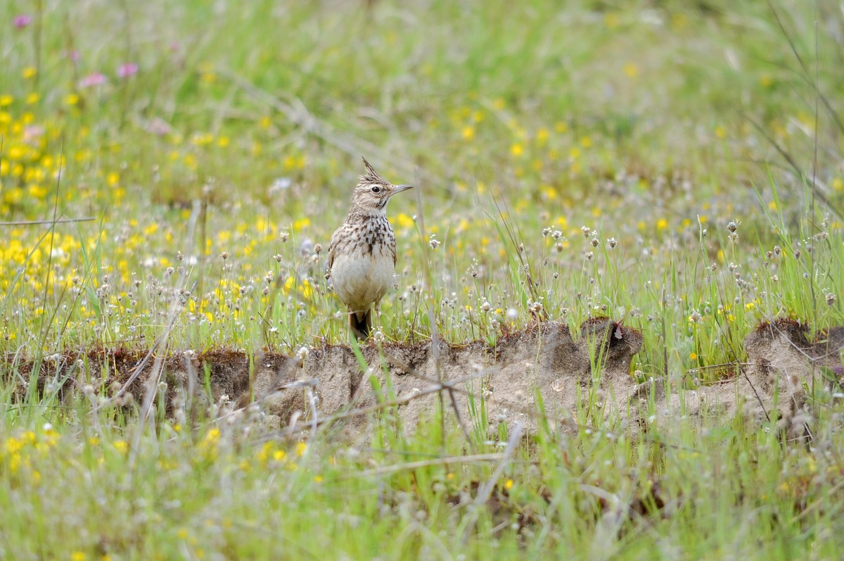 עפרוני מצויץ - ML644453900