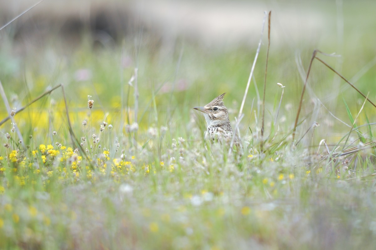 עפרוני מצויץ - ML644453901