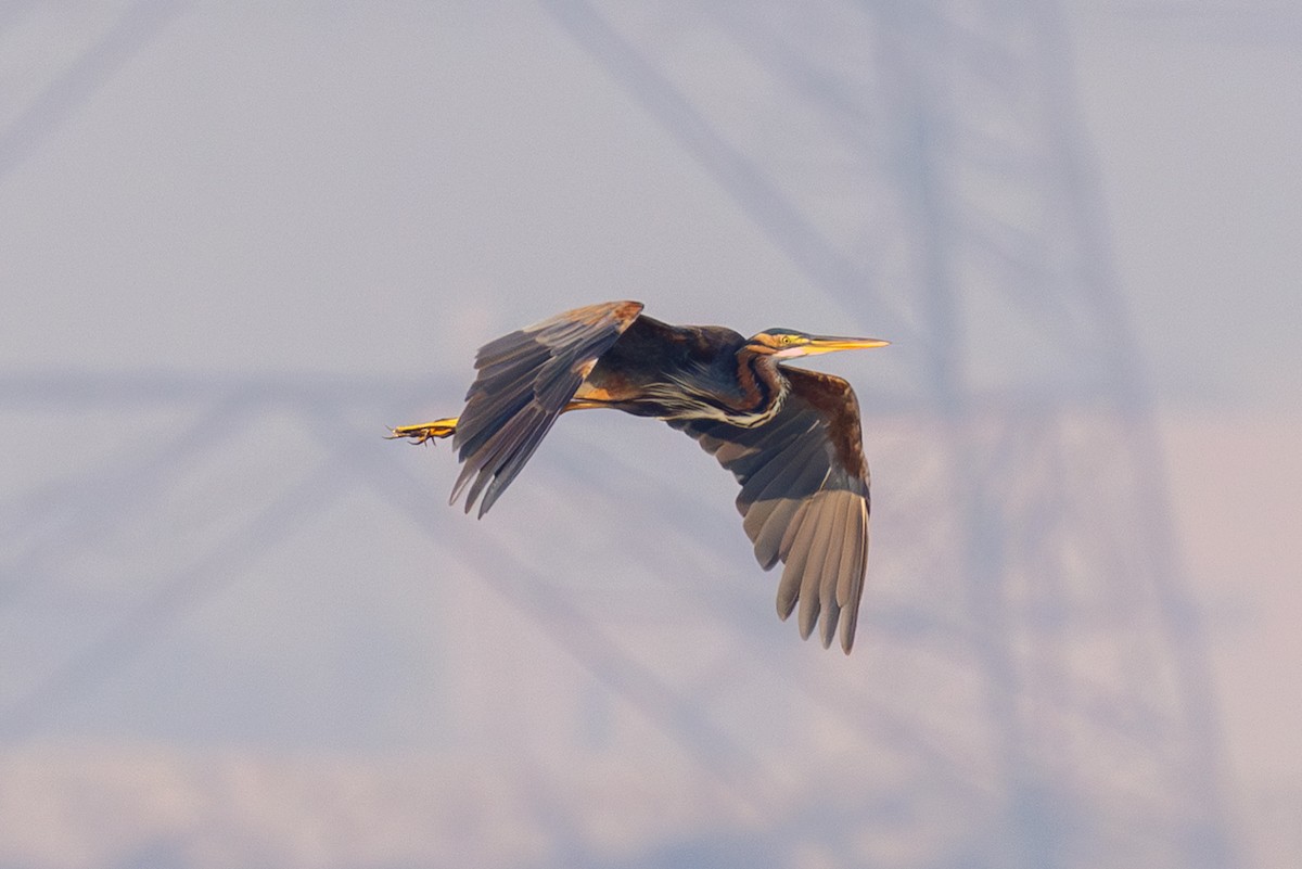 Рыжая цапля - ML644453915