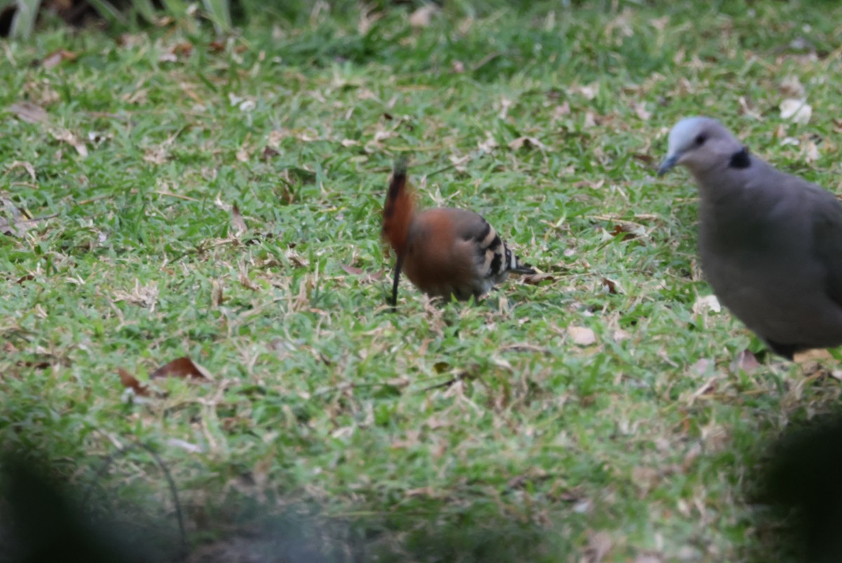 Common Hoopoe - ML644453920