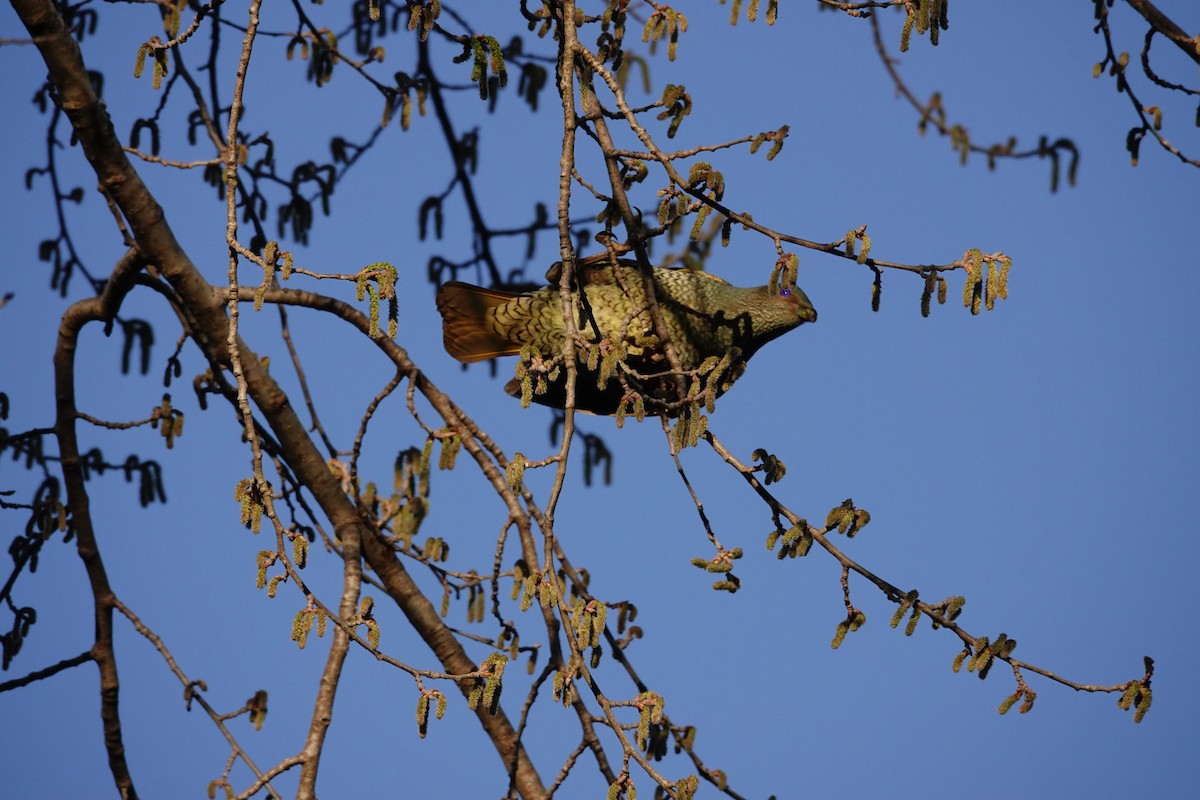 lemčík hedvábný - ML644453927