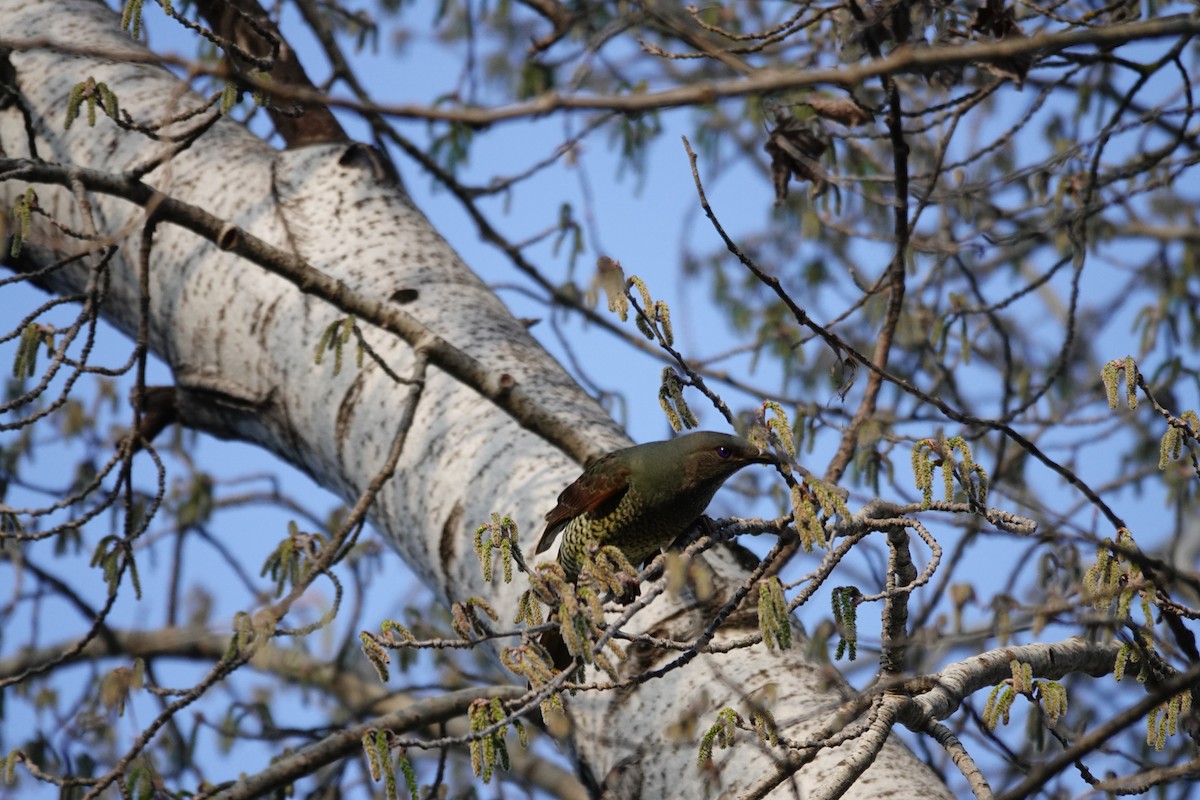 lemčík hedvábný - ML644453928