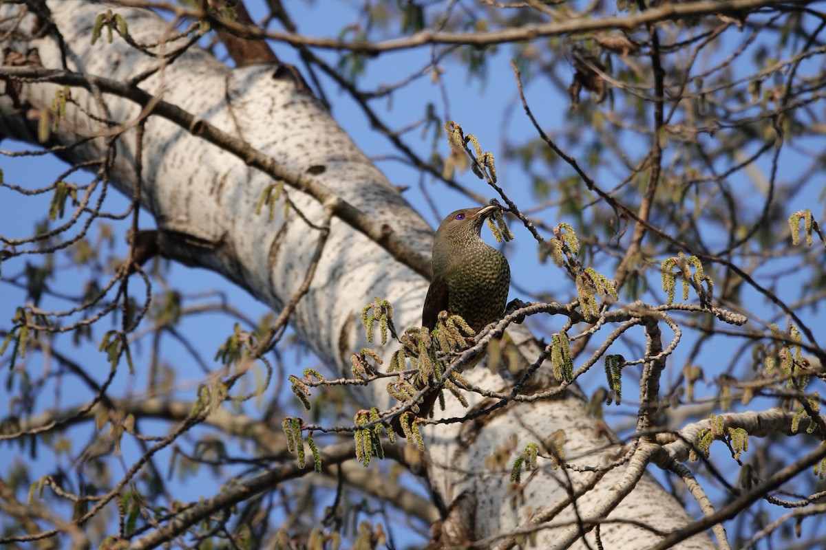 lemčík hedvábný - ML644453929