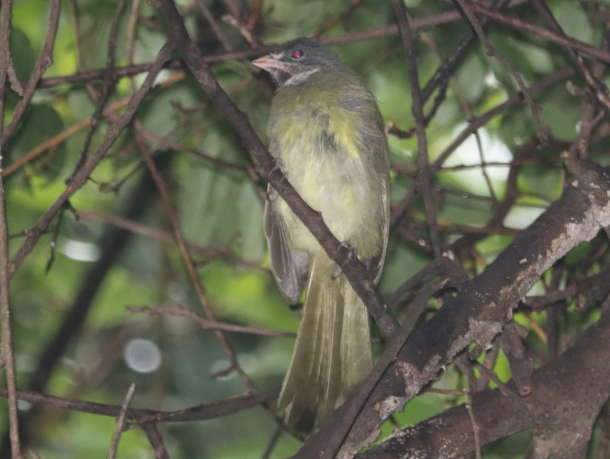 白環鸚嘴鵯 - ML644453933