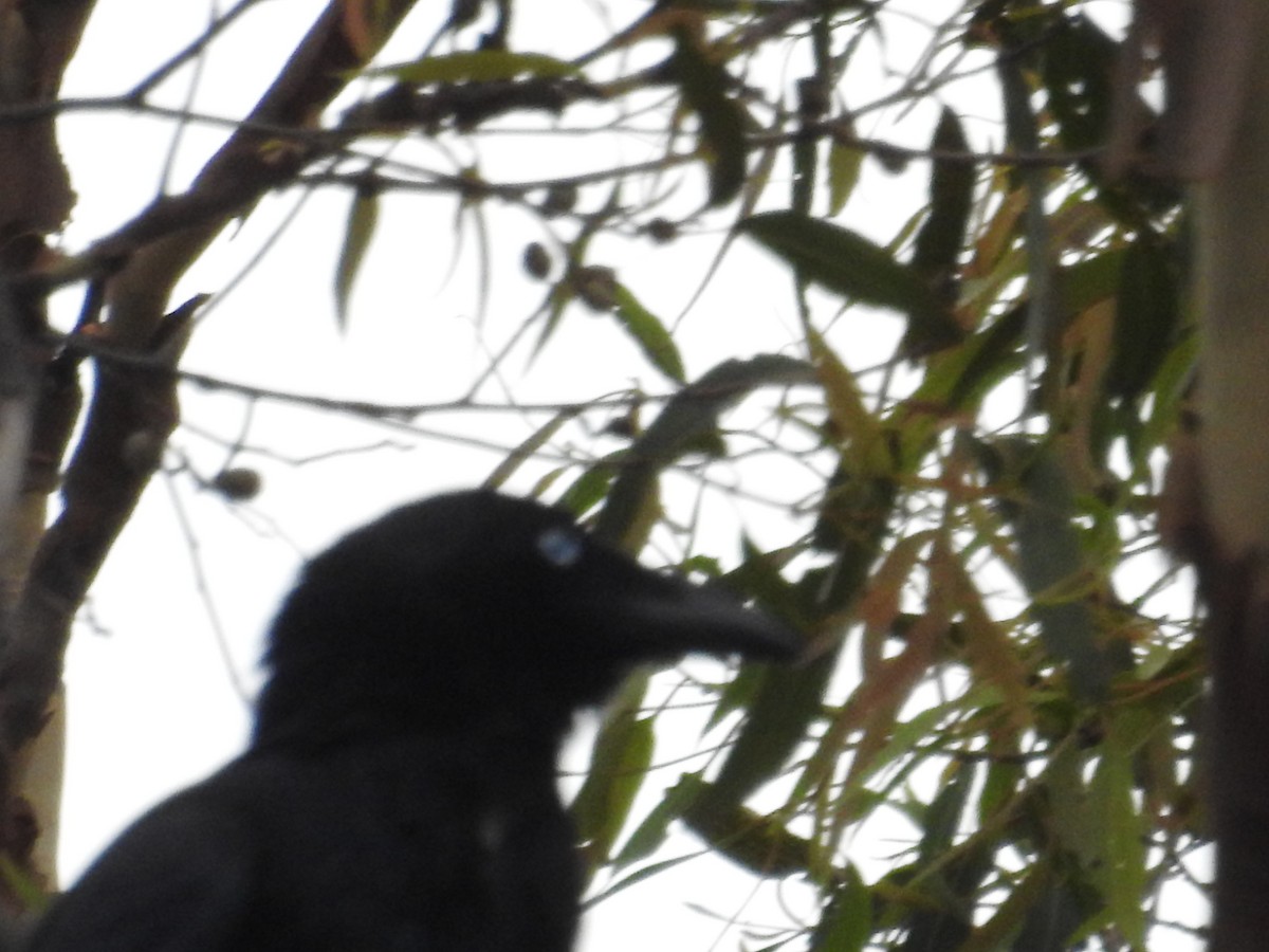 Torresian Crow - ML644453934