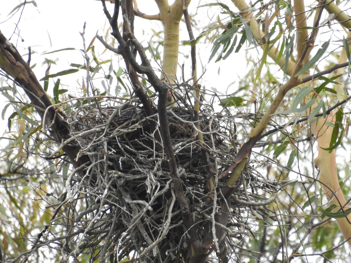 Torresian Crow - ML644453936