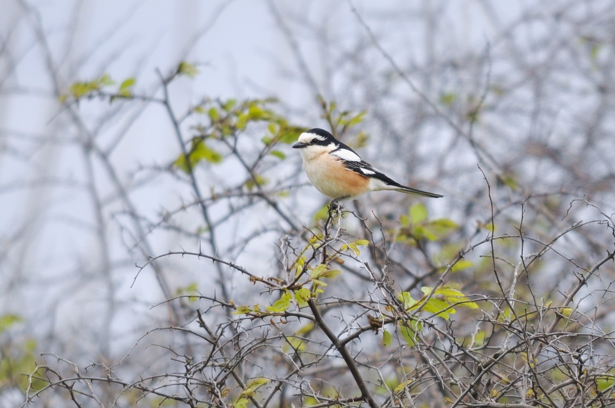 Masked Shrike - ML644453942