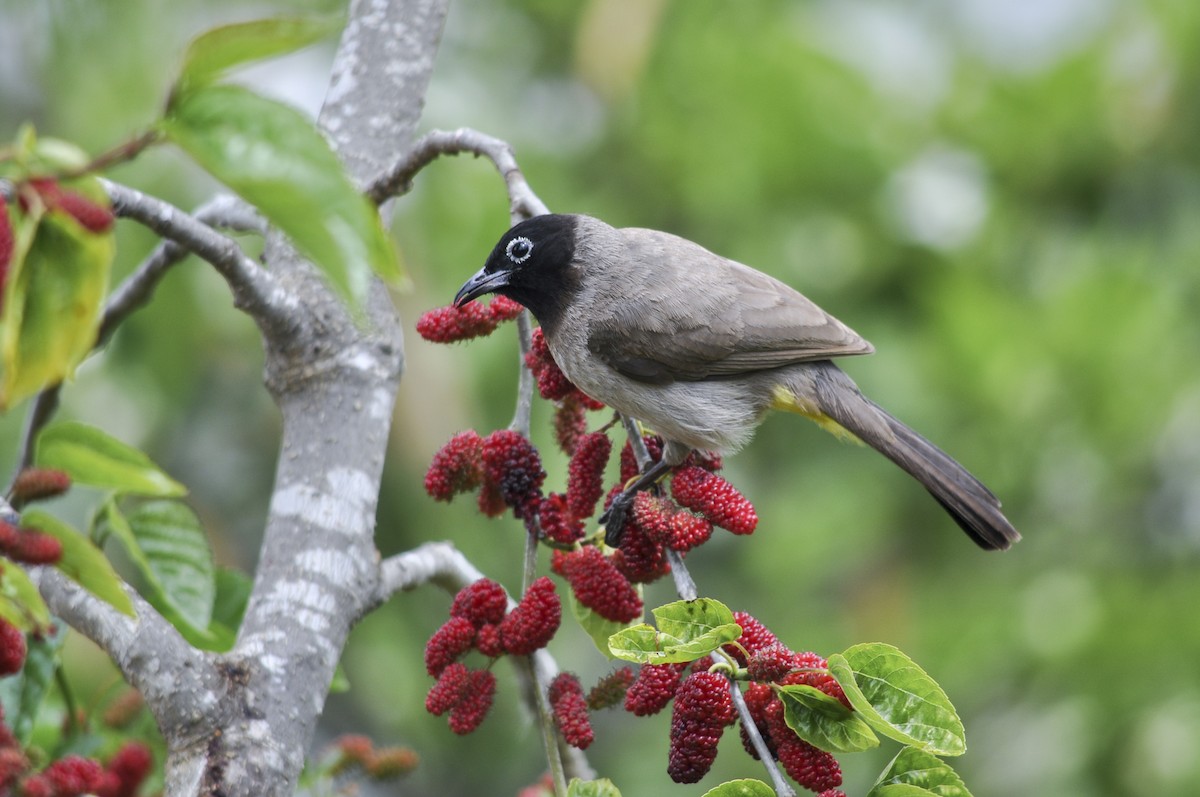 Gelbsteißbülbül - ML644453953