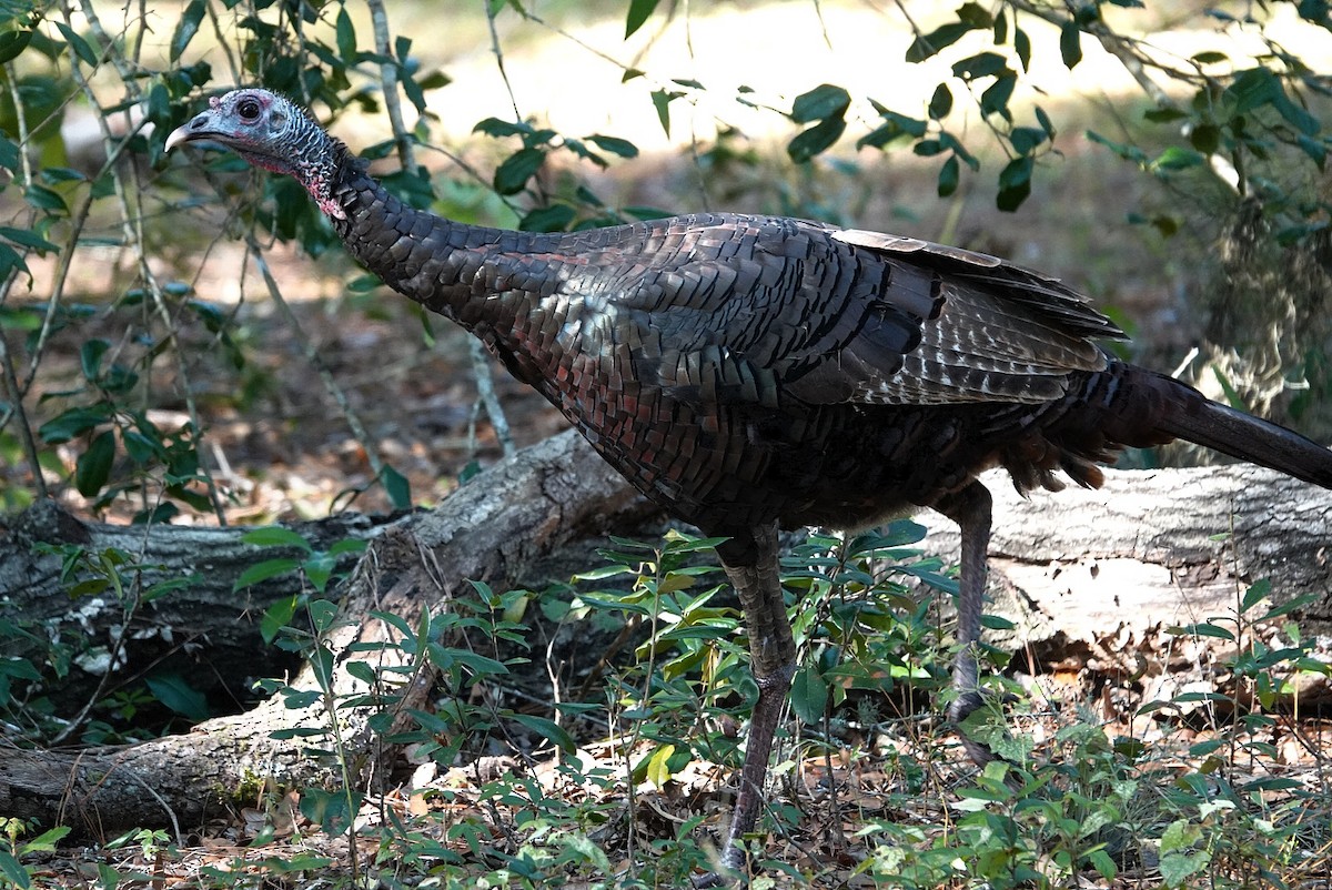 シチメンチョウ - ML644453958