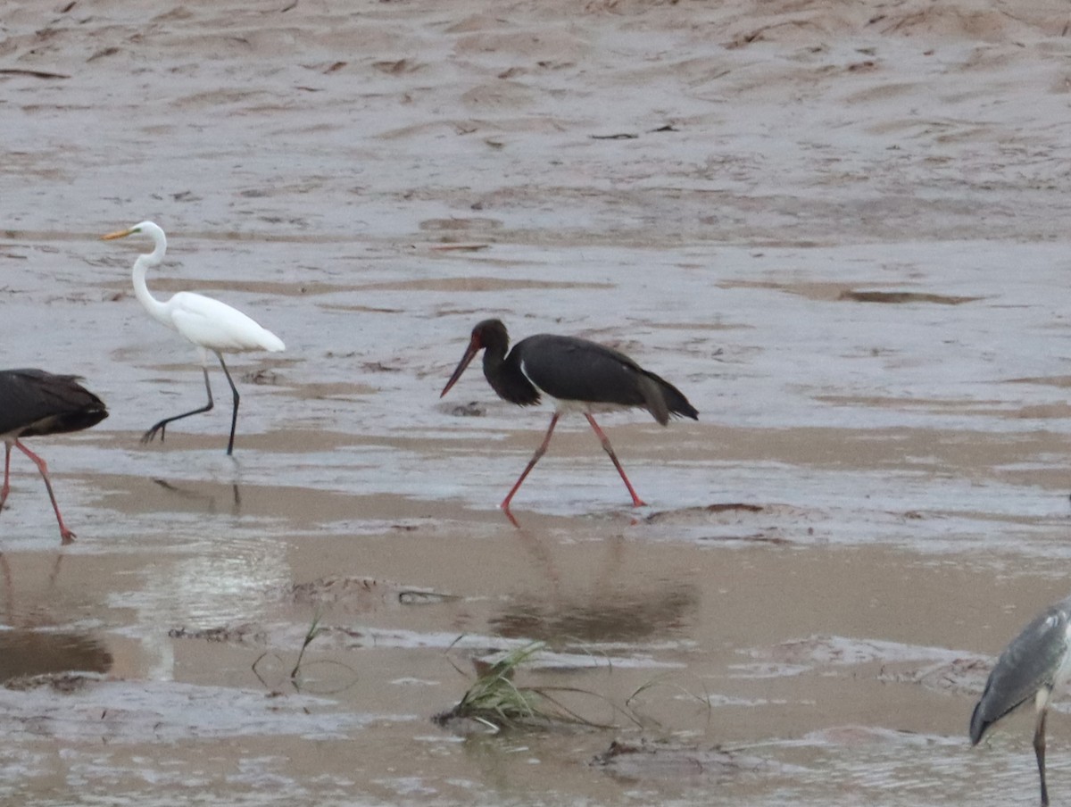 Black Stork - ML644453962