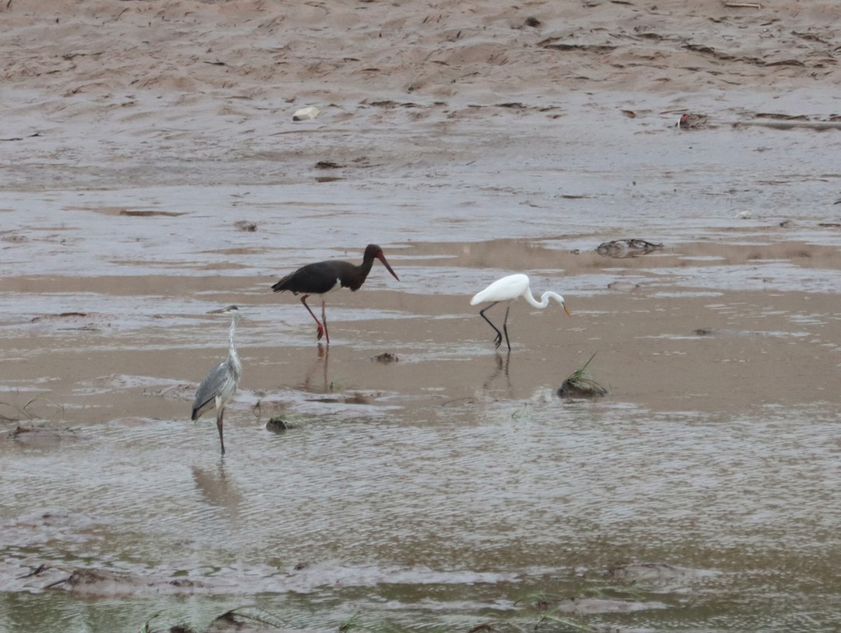 Black Stork - ML644453963
