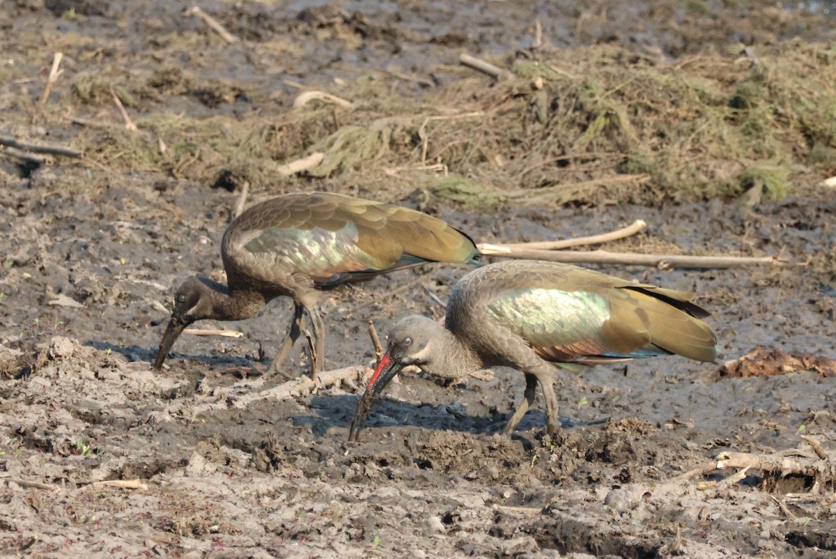Hadada Ibis - ML644453965