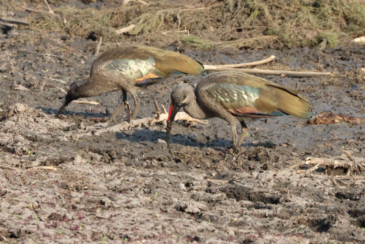 Hadada Ibis - ML644453966