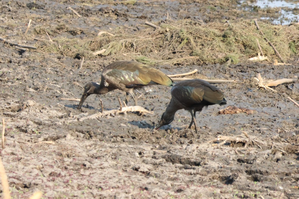 Hadada Ibis - ML644453967