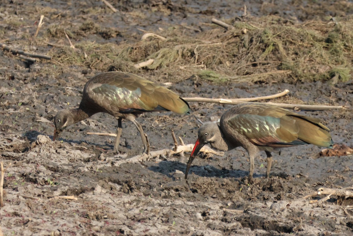 Hadada Ibis - ML644453968