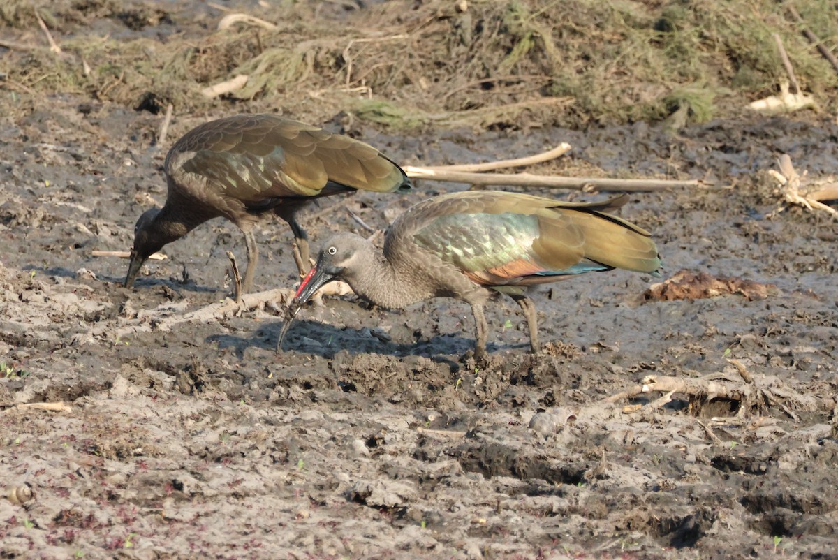 Hadada Ibis - ML644453969