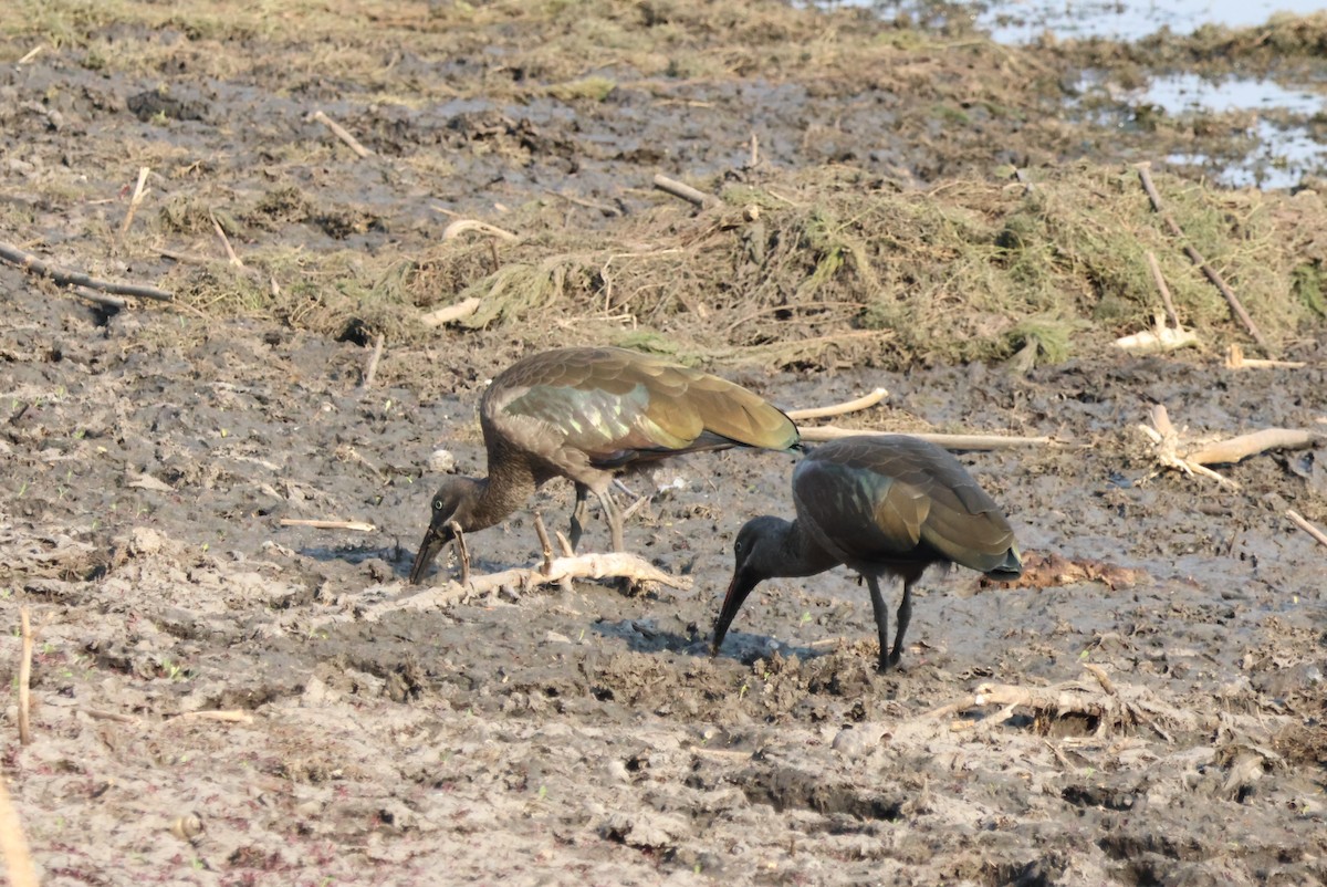 Hadada Ibis - ML644453970