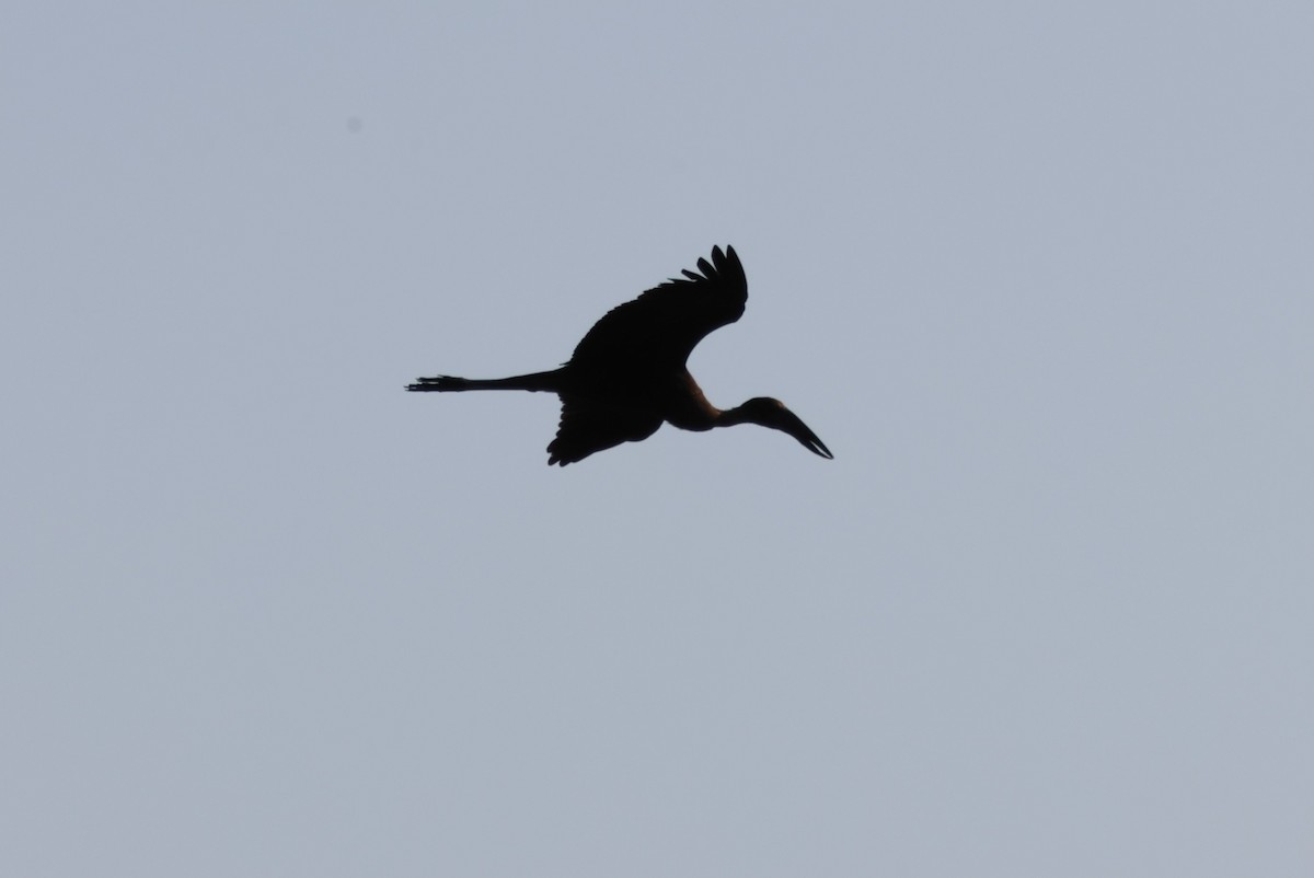 African Openbill - ML644453977