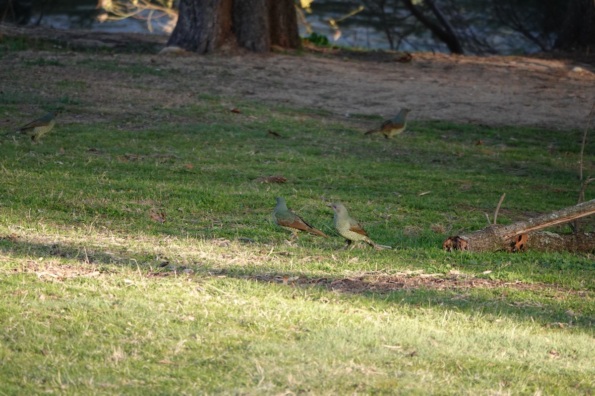 lemčík hedvábný - ML644453987