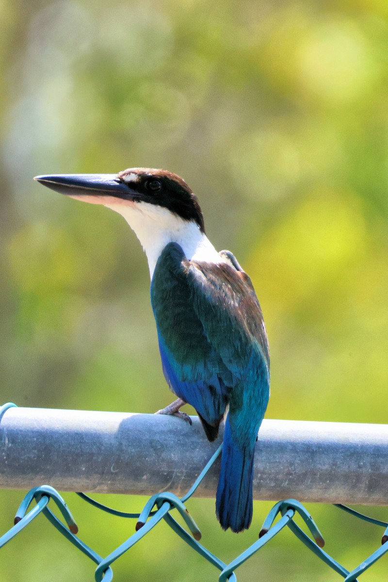 トレスショウビン - ML644453992