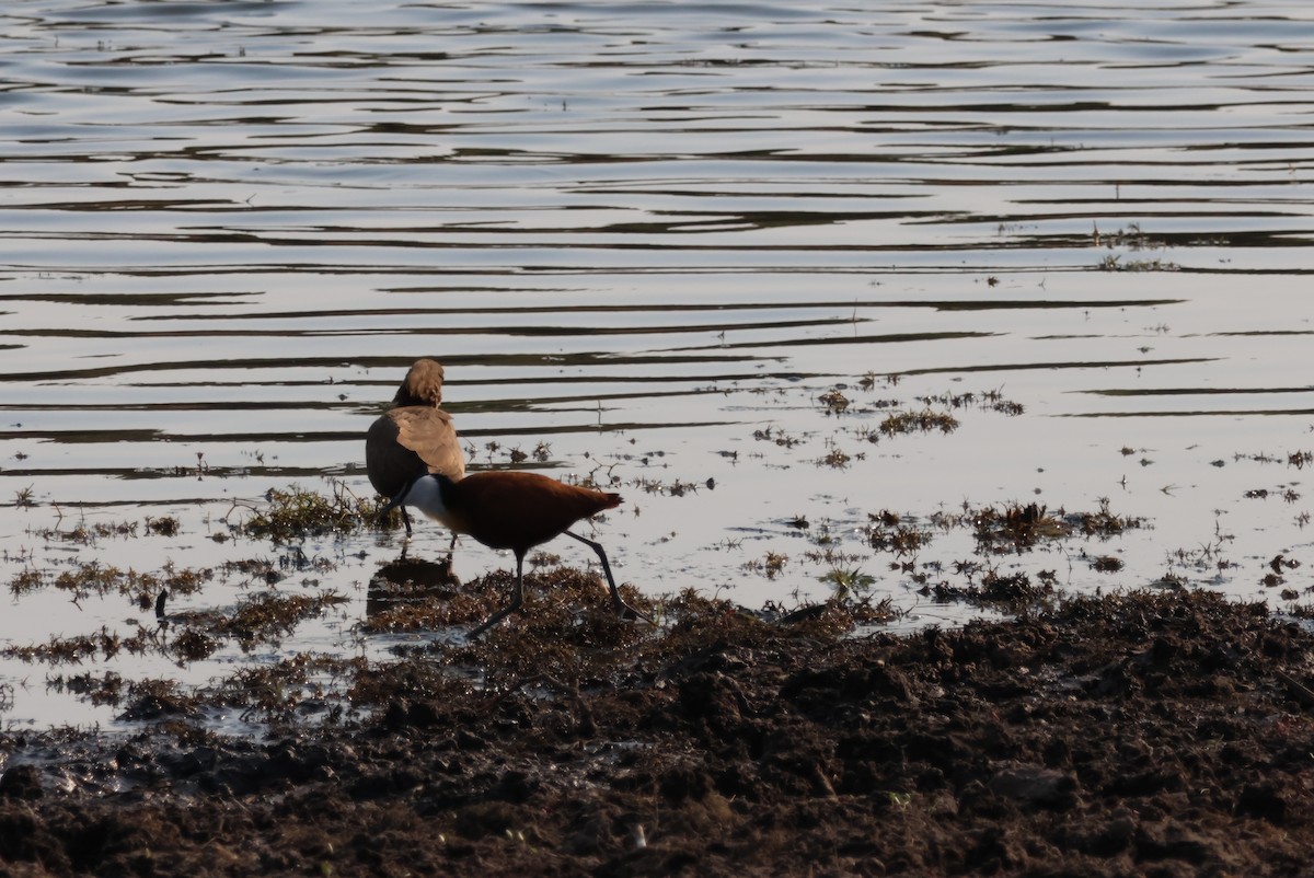 Hamerkop - ML644453995
